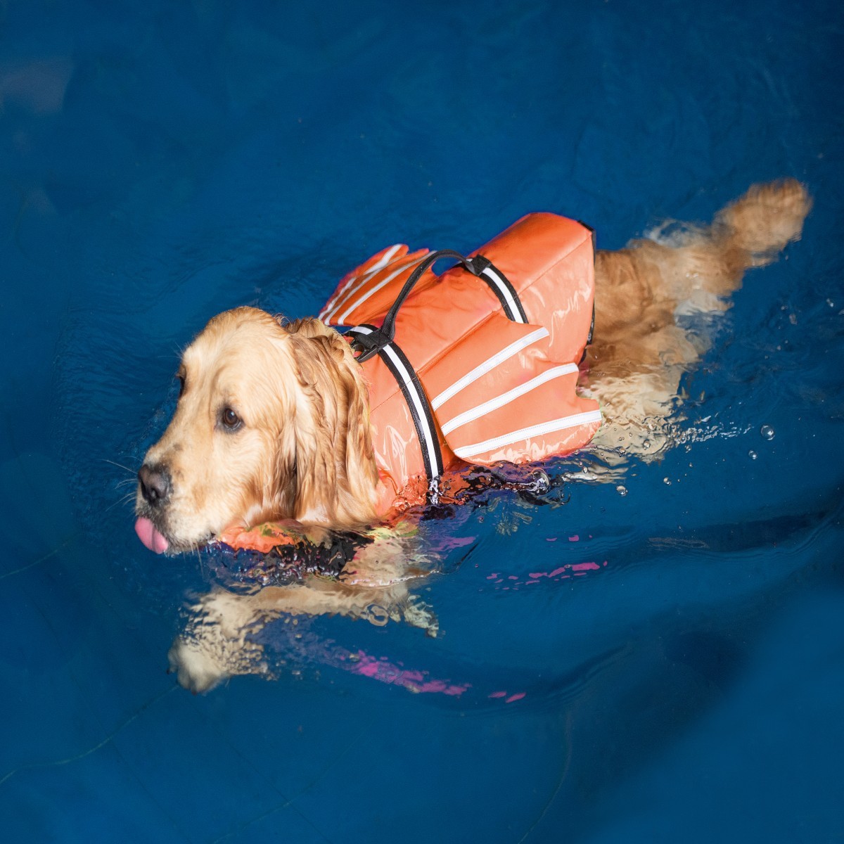 犬用ライフジャケット、チンフロート付き、オックスフォード製、 - Life Jacket のレビューと価格